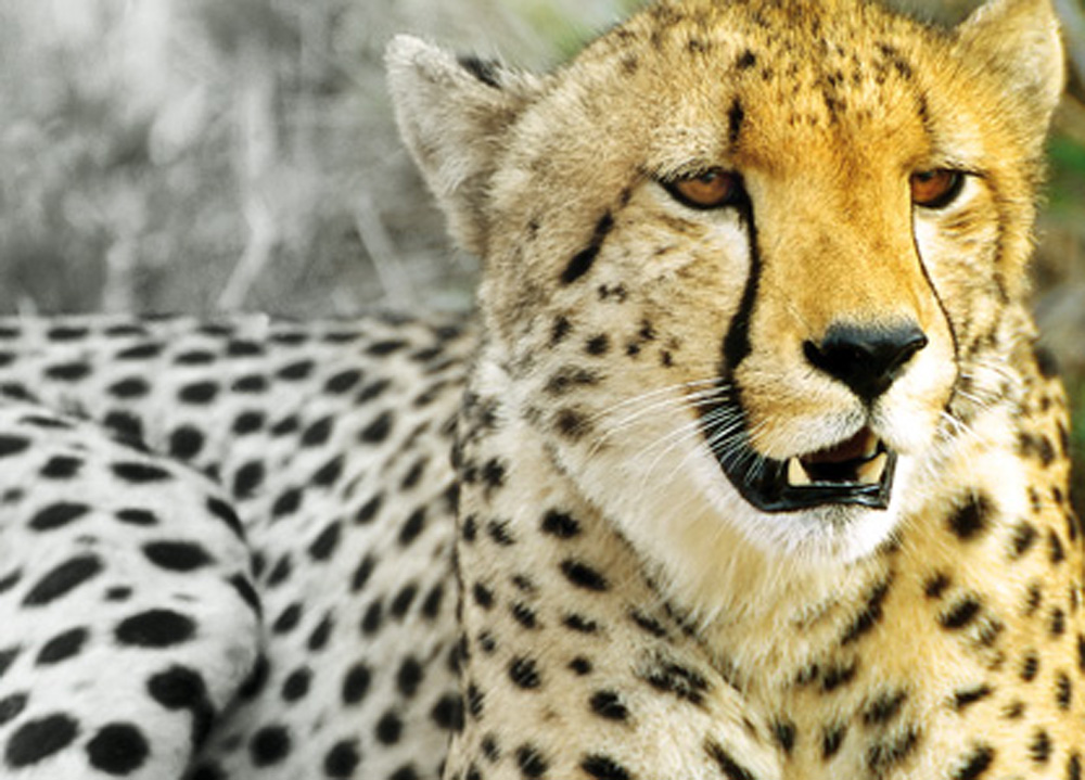 Back from extinction Project Cheetah